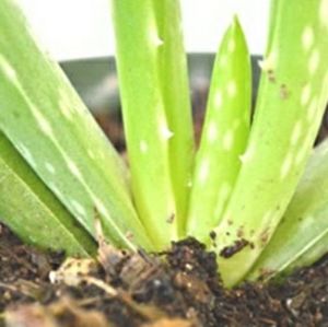 Aloe Vera Plant Aloe Plant Rooted 4"+